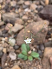 Paramollugo nudicaulis