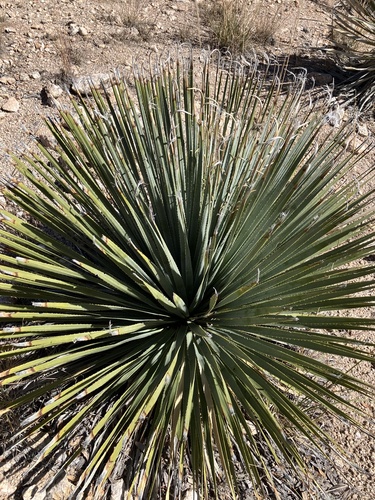 Dasylirion wheeleri