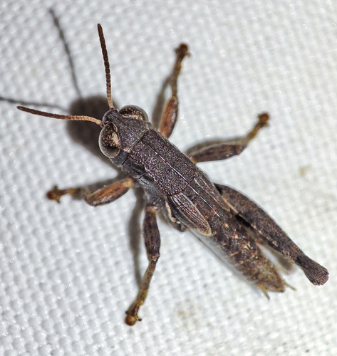 Common Maquis Grasshopper, 07230 Payzac, France, photo 8 of 10
