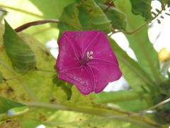 Ipomoea suffulta