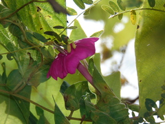 Ipomoea suffulta
