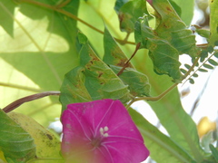 Ipomoea suffulta