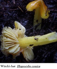 Hygrocybe