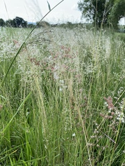 Melinis repens repens