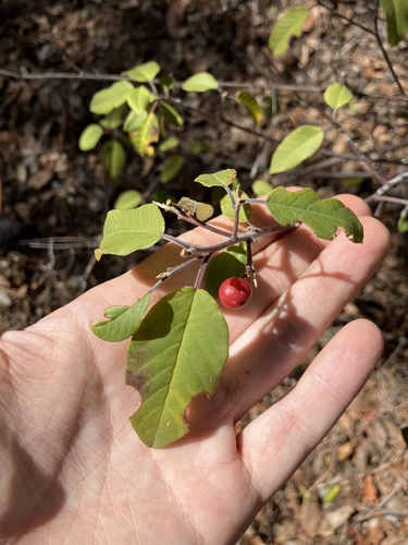 birchleaf buckthorn (Frangula betulifolia)
