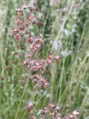 Melinis repens repens