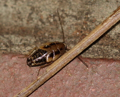 Blattodea