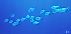 Trachinotus blochii