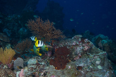 Chaetodon ulietensis