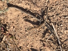 Gallotia atlantica