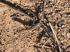 Gallotia atlantica