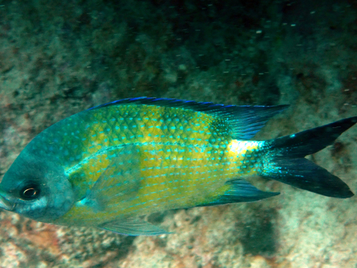 Scissortail Sergeant