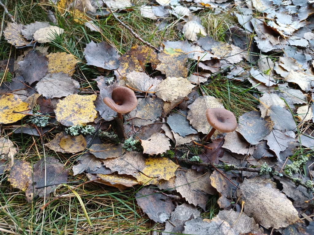 Pseudoclitocybe cyathiformis · November 2025 · photo: © vladimir_fuka (iNaturalist, cc-by)