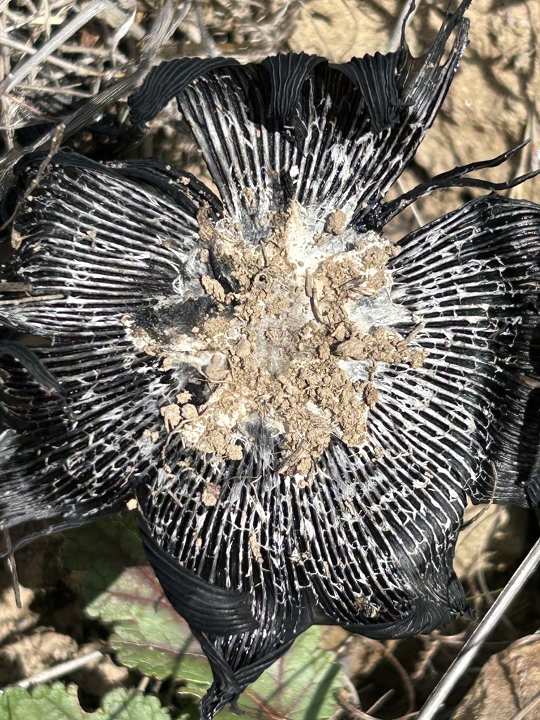 Coprinus calyptratus · November 2025 · photo: © aheyman1 (iNaturalist, cc0)