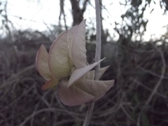 Ipomoea bracteata
