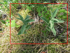 Calystegia spithamaea