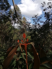 Vismia guianensis