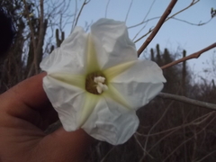 Ipomoea arborescens