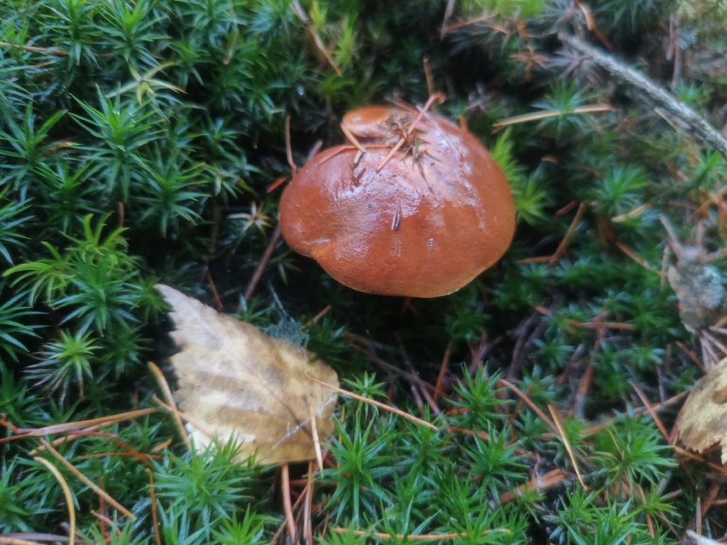 Imleria badia · November 2025 · photo: © vladimir_fuka (iNaturalist, cc-by)