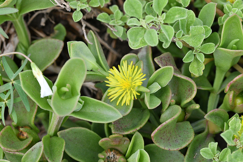 Mesembryanthemum haeckelianum A.Berger