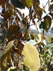 Vismia guianensis