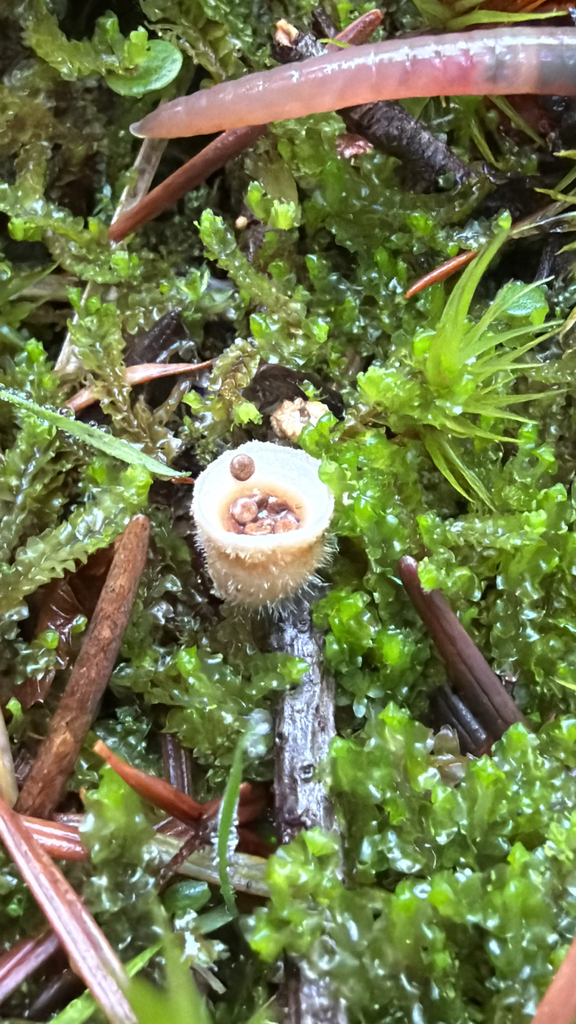 Nidula niveotomentosa · November 2025 · photo: © nhow (iNaturalist, cc-by)