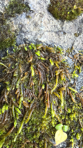 obtuseleaf scleropodium moss (Scleropodium obtusifolium)