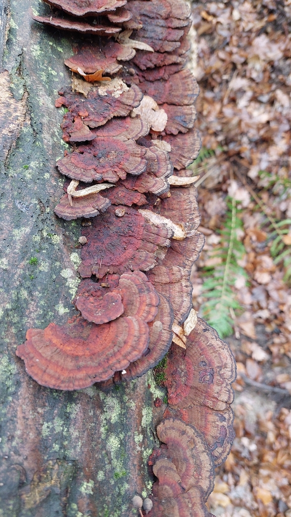 Daedaleopsis confragosa · November 2025 · photo: © viktorstrenada (iNaturalist, cc-by)