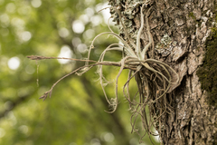 Tillandsia streptocarpa, photograph Frank Thomas Sautter, CC0, iNaturalist via GBIF