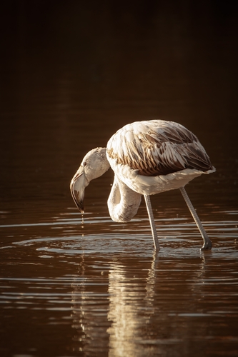 Flamant rose, jeune