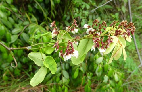 Dalbergia saxatilis, 2025-11-06