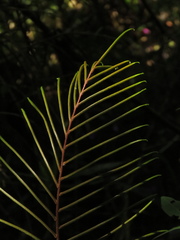 Blechnum cordatum