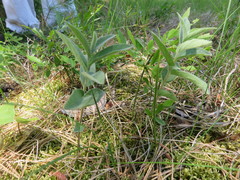 Calystegia spithamaea