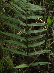 Blechnum cordatum