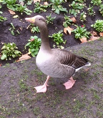 Anser anser