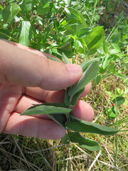 Calystegia spithamaea