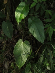 Anthurium myosuroides