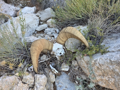 Bighorn Sheep photographed in Arizona