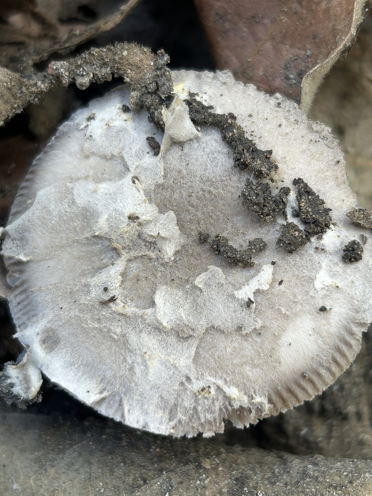 Amanita protecta