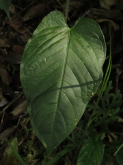 Anthurium myosuroides