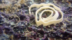 Goniobranchus albopustulosus