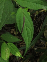 Piper sphaeroides