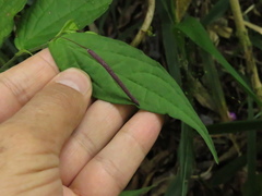 Piper sphaeroides