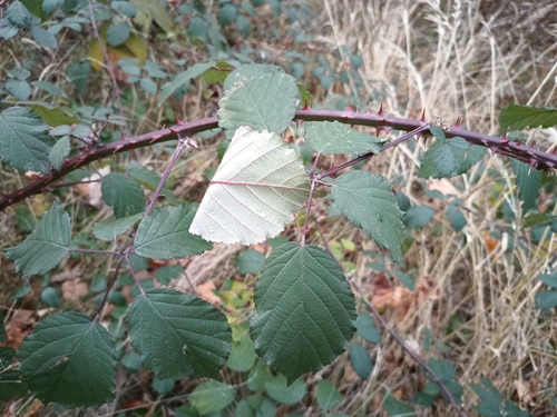 Twice-leaved Blackberry (Rubus bifrons)
