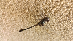 Macrothemis pseudimitans