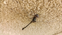 Macrothemis pseudimitans