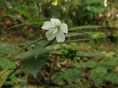 Pavonia pseudotyphalaea