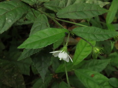 Pavonia pseudotyphalaea