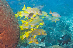 Plectorhinchus polytaenia