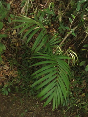Prestoea acuminata